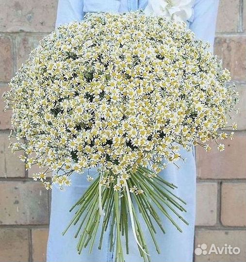 Букеты ромашек