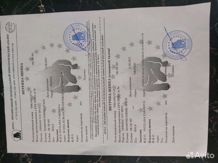 Померанский шпиц