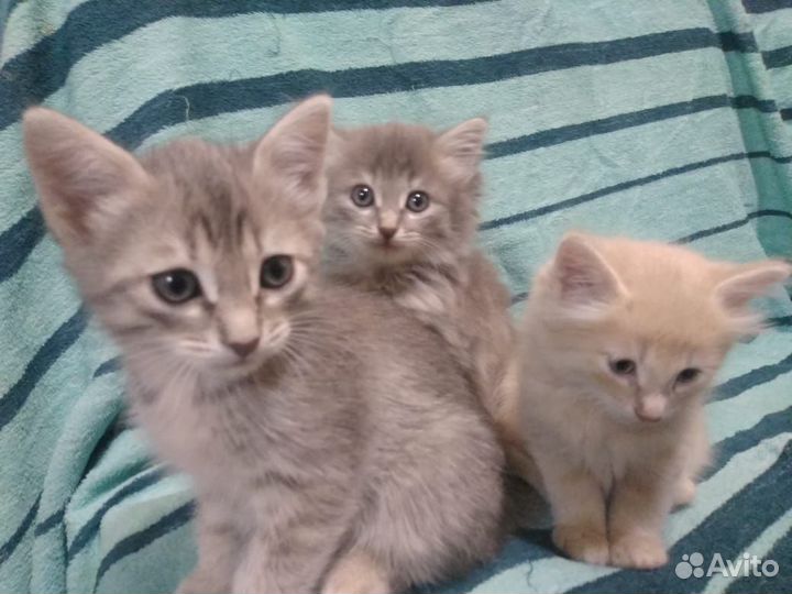 Котята 1.5 месяца
