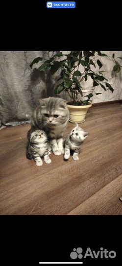 Шотландская