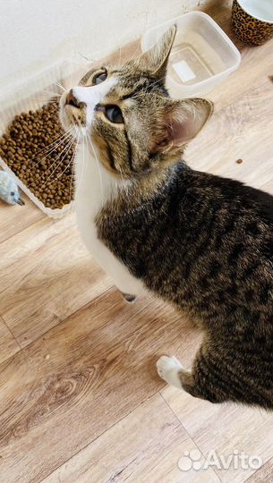 Котик молодой