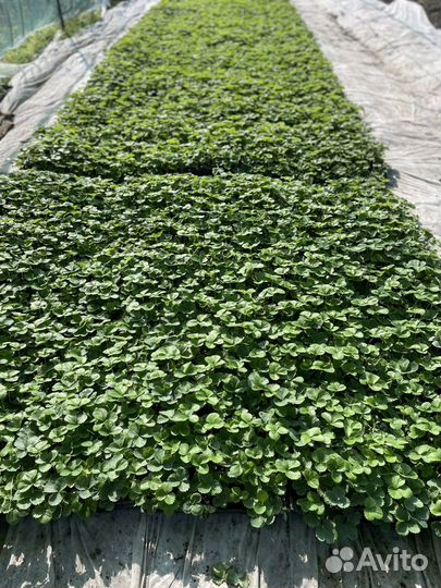 Клубника рассада джоли