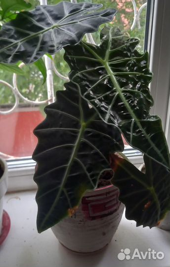 Алоказия детки