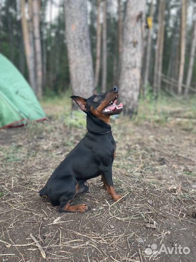 Цвергпинчер вязка