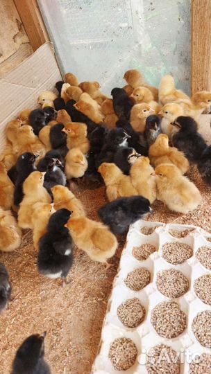 Цыплята бройлеры кобб 500