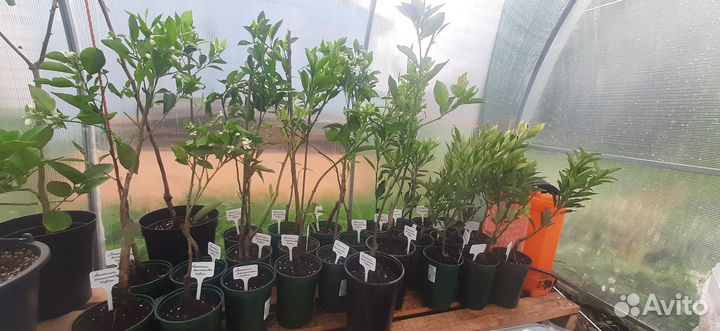 Цитрусовые комнатные растения