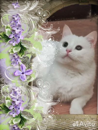 Кошечка ищет дом