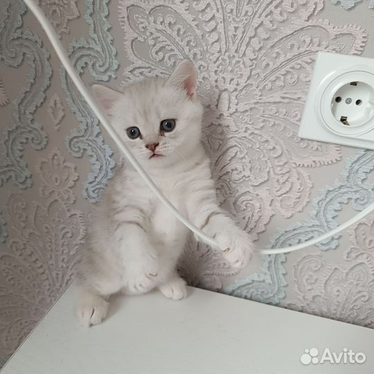 Шотландский котик