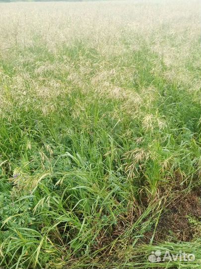 Сено в тюках по 25 кг возможно обмен на телят овец