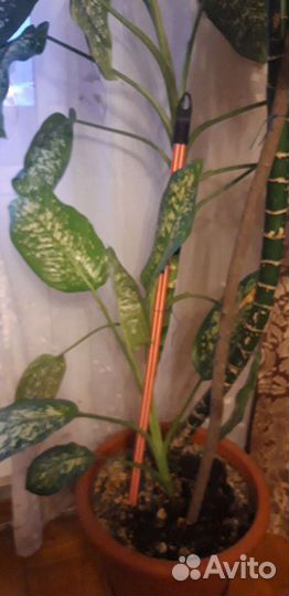 Диффенбахия