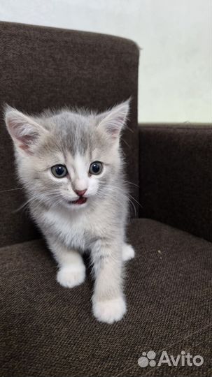 Продаю котят