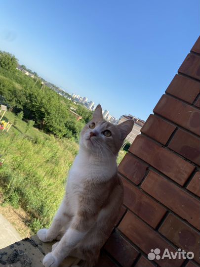 Кот в добрые руки