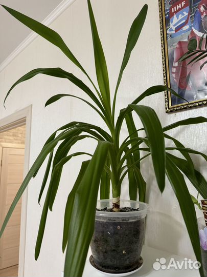 Пальма юкка