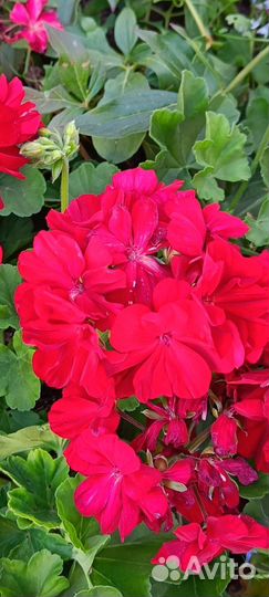 Пеларгония герань