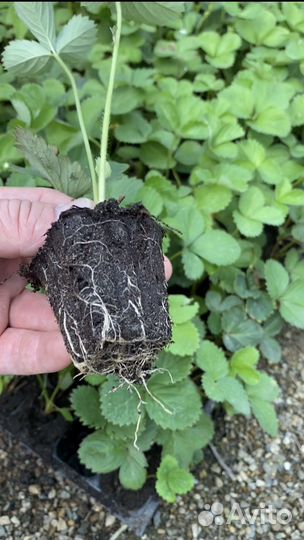 Рассада клубники ксд/нсд кассета, фриго, минитрэй