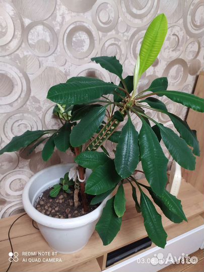 Молочай гребенчатый