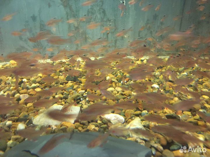 Аквариумные рыбки оптом