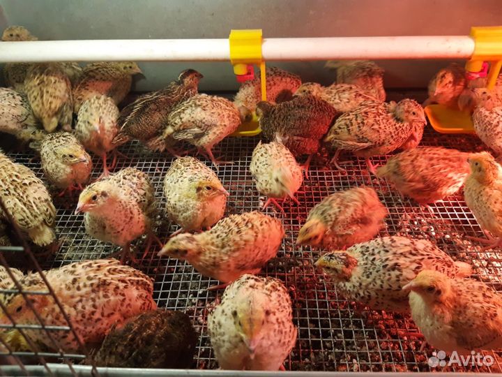 Перепелята и инкубационное,пищевое яйцо