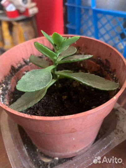 Цветы домашние