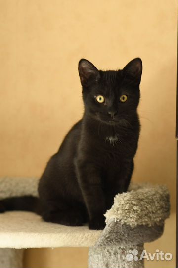 Котенок в добрые руки