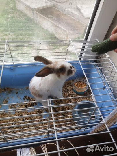 Декоративные кролики