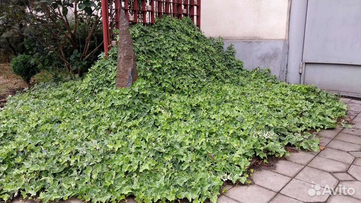 Плющ (Hedera) вечнозеленое