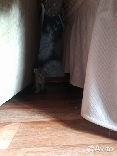 Котятки в добрые руки
