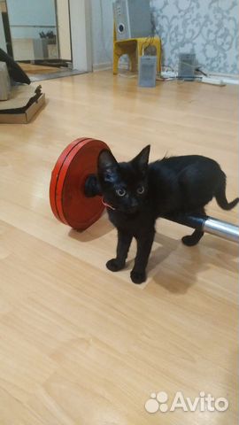 Котёнок чёрный объявление продам