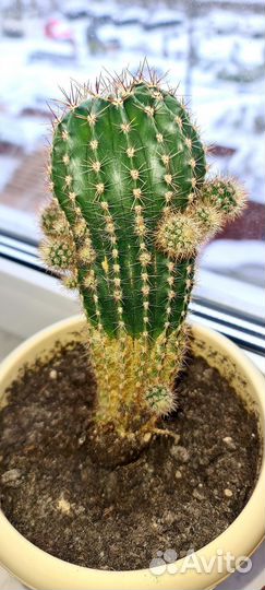 Кактус детки