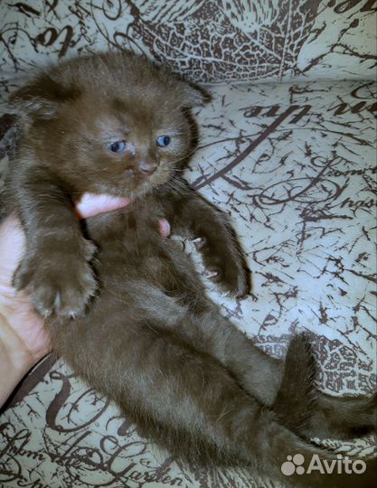 Милашки Шотландские