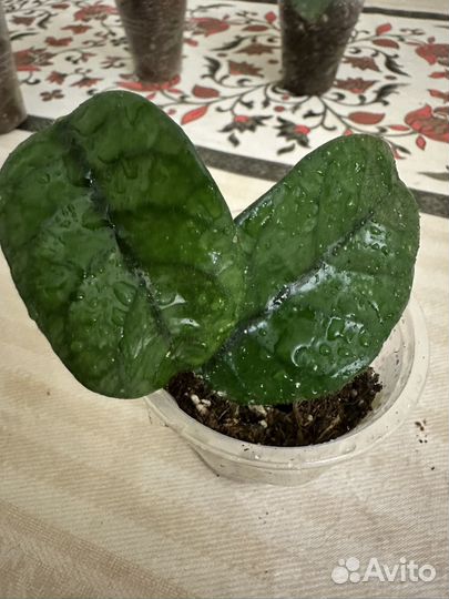 Укорененые черенки хой