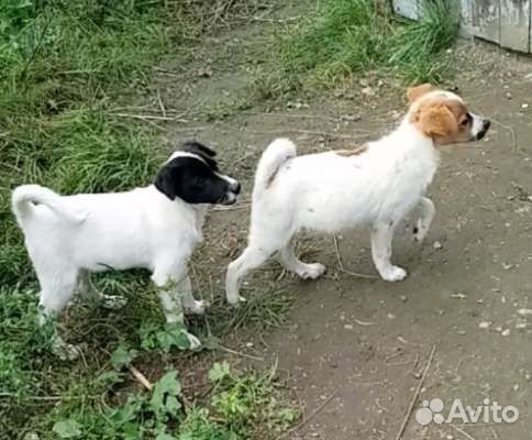 Отдам бесплатно
