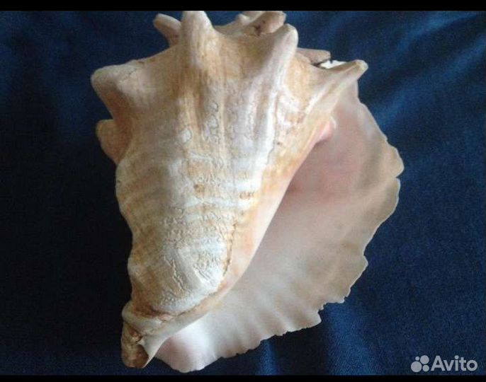 Морские ракушки раковины