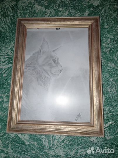 Котенок мейкун мальчик