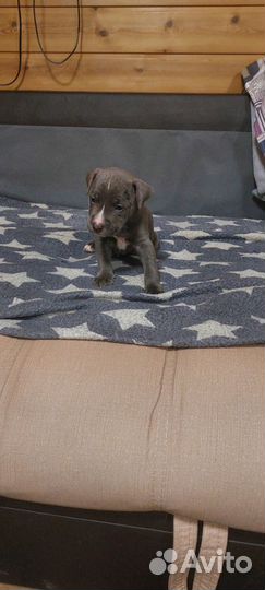 Продажа щенков