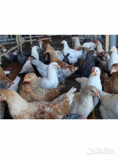 Куры утки гуси цыплята