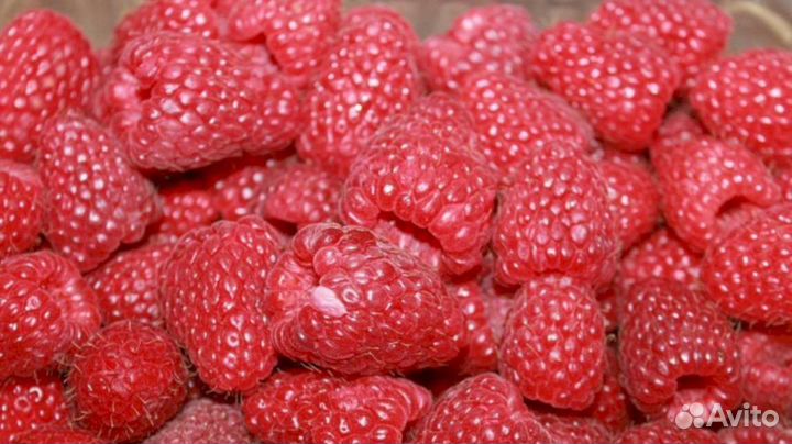 Саженцы малины Карамелька