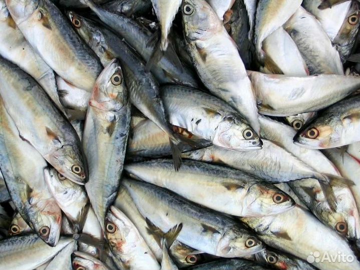 Готовый бизнес с морепродуктами — стабильный доход