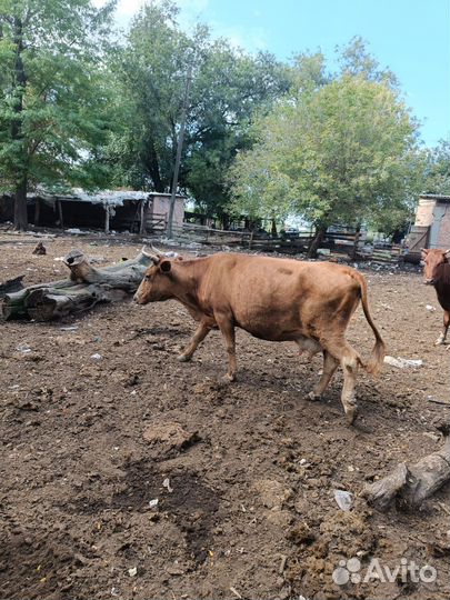 Продается дойная корова