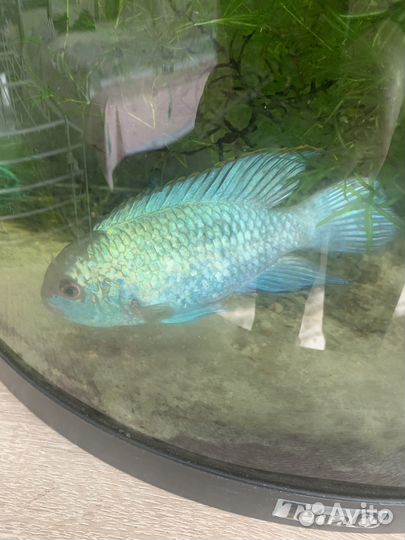 Нанокара блью электрик