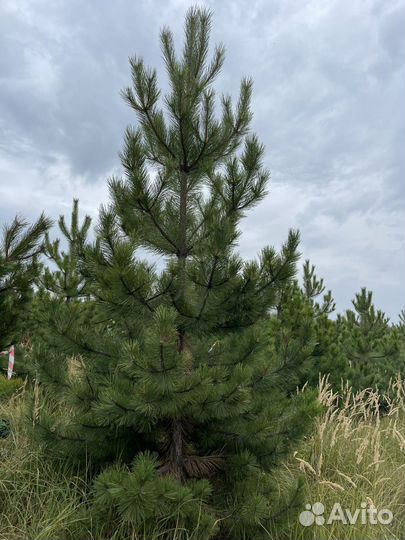 Крымская сосна