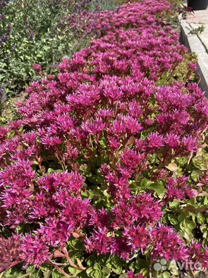 Очиток ложный, почвокровный