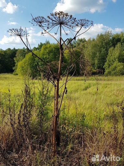 Борщевик соцветия