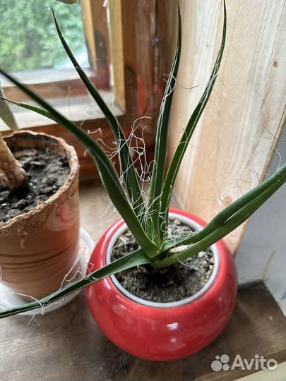 Алоэ разные сорта