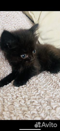 Шотландская вислоухая