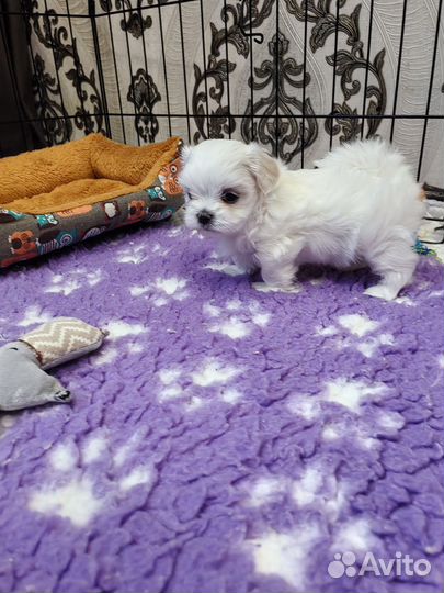 Щенки мальтезе РКФ