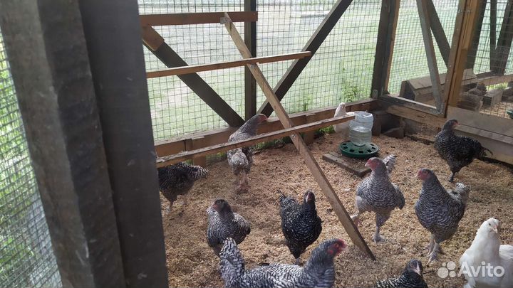 Цыплята Мехеленской кукушки