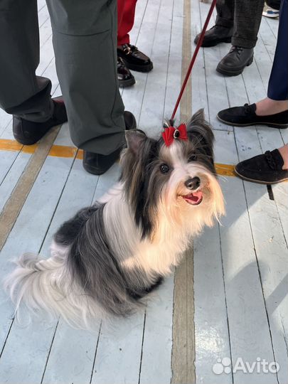 Бивер вязка