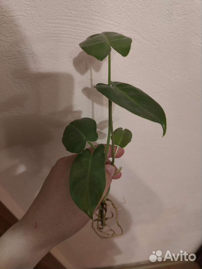 Филодендрон бурле макс