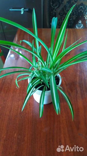 Хлорофитум